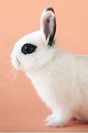 樱井政博欢呼抽中Switch 2 巧妙应对好友绝交威胁